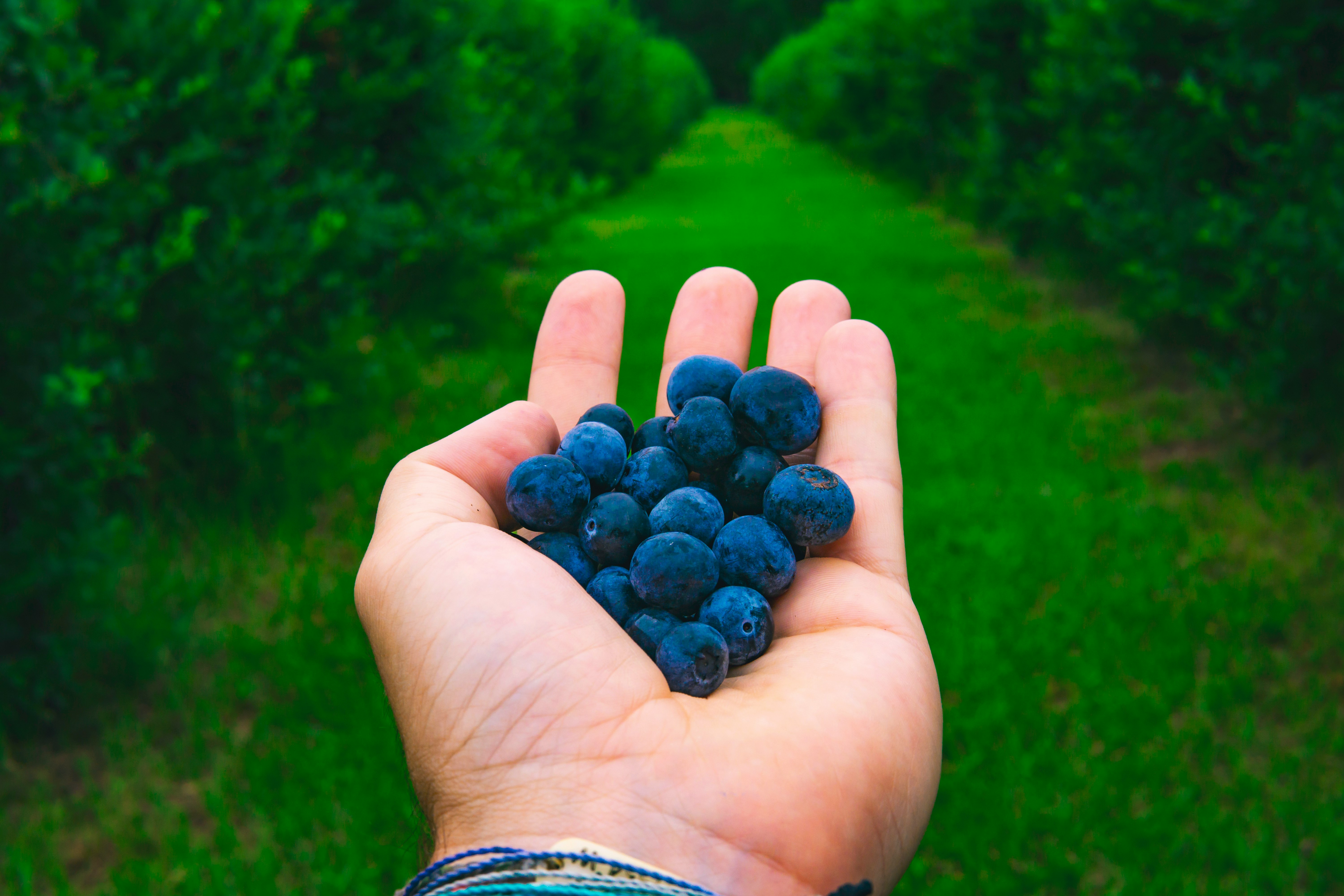 person holding blue berries during daytime